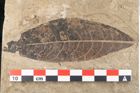 Foto (Detailansicht) von Mespilus germanica Linne (NHMW-GEO-2024-0188-15013)